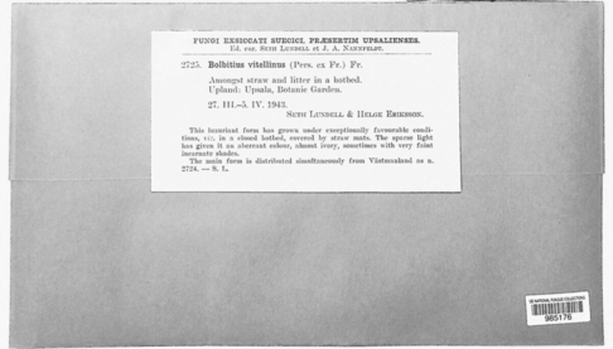 Bolbitius image